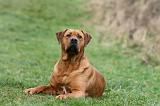 TOSA INU 554